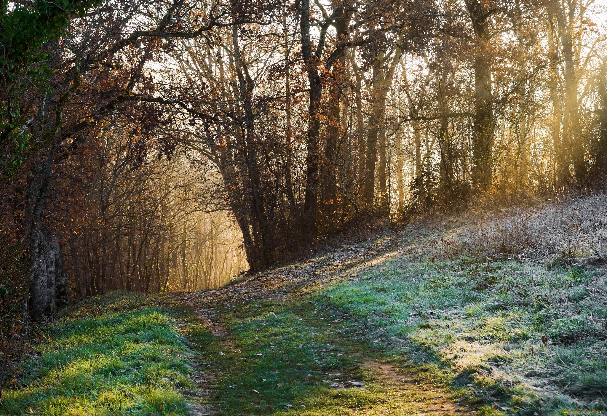 природа, дороги, тропинка, лес