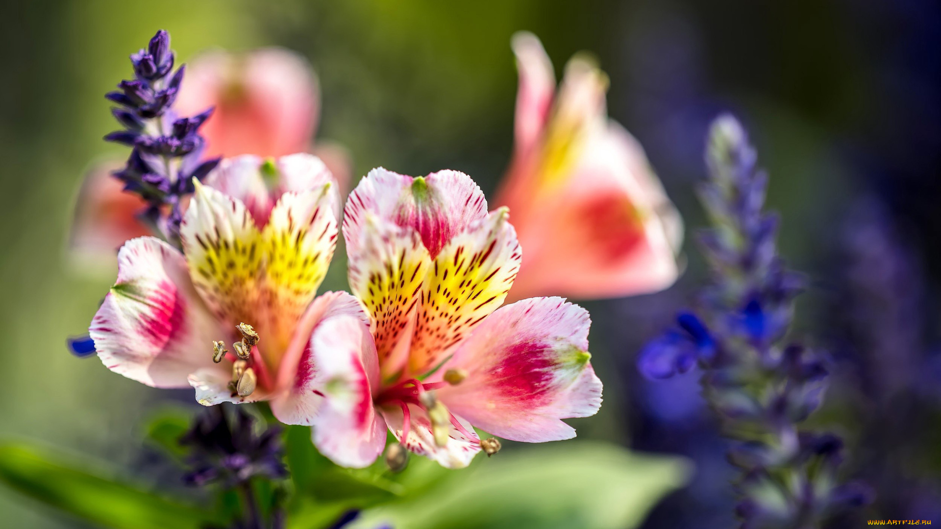 цветы, альстромерия, пестрый