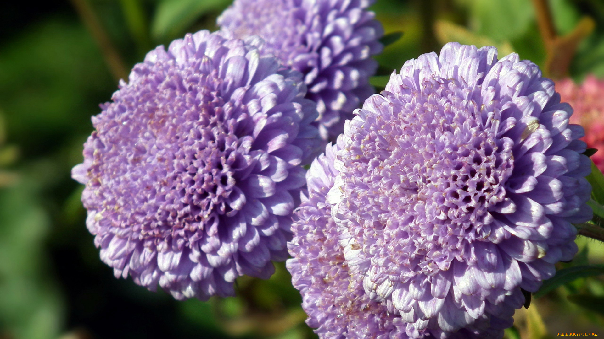 цветы, астры, макро