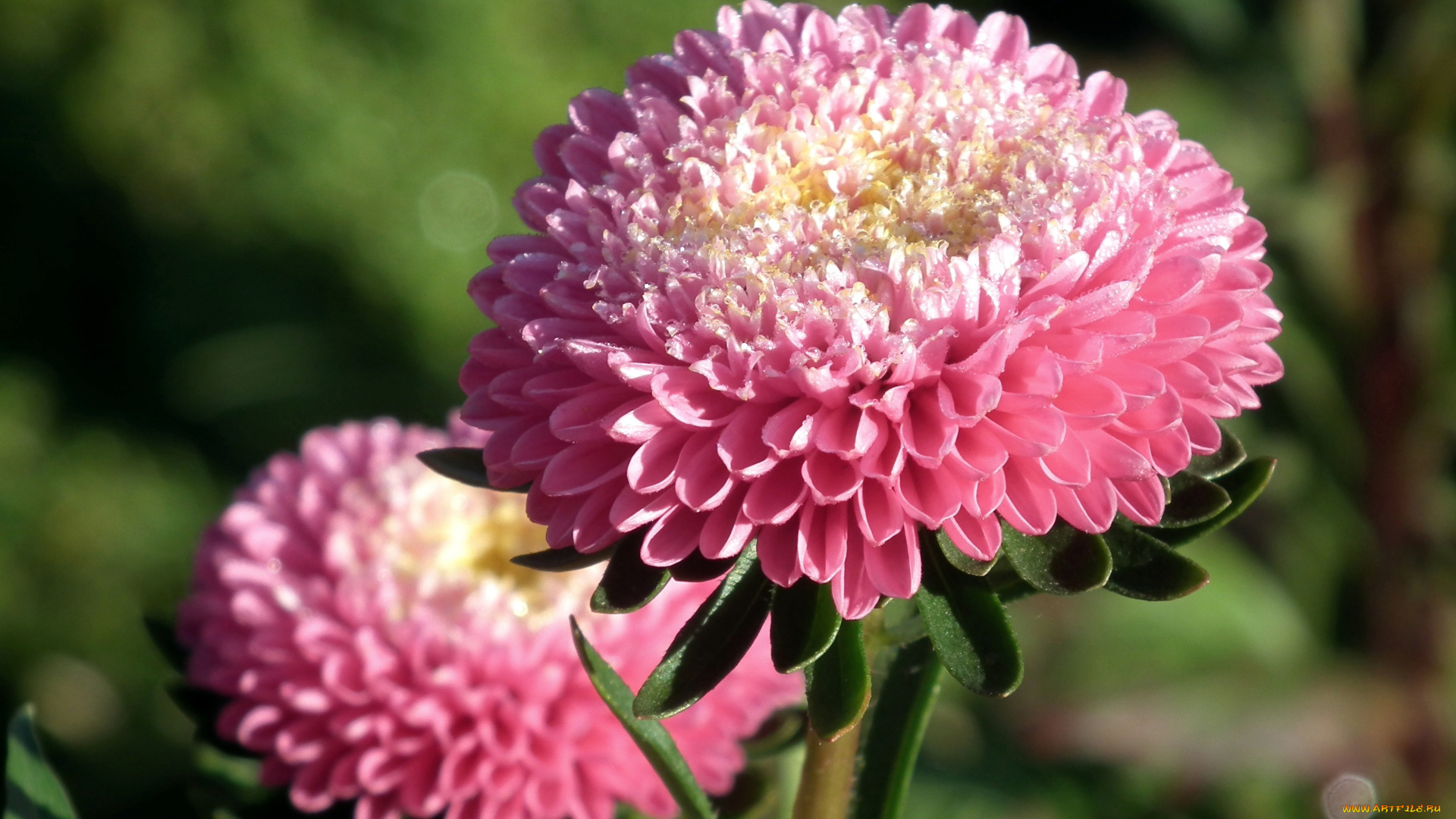 цветы, астры, розовый