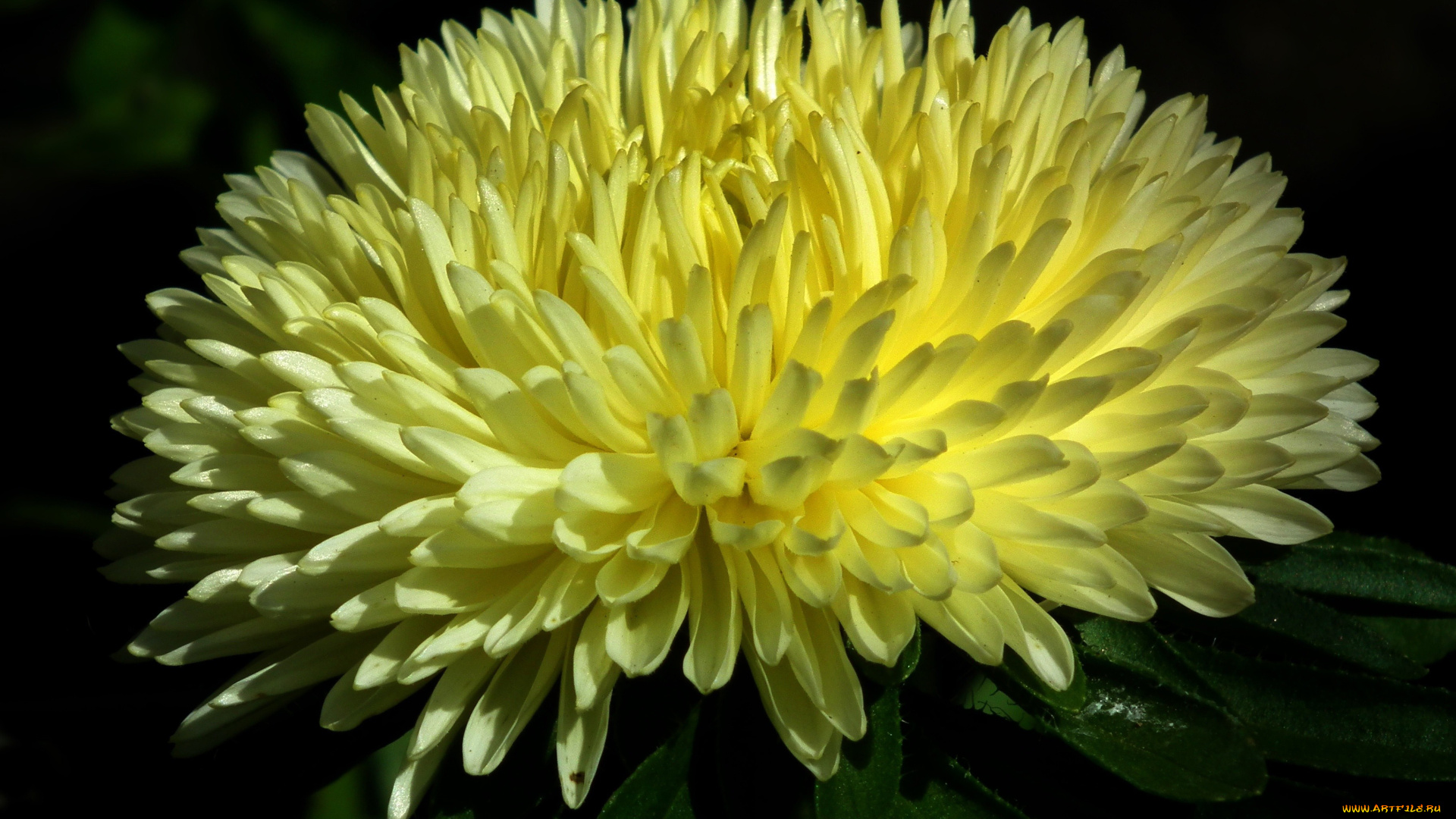 цветы, астры, желтый