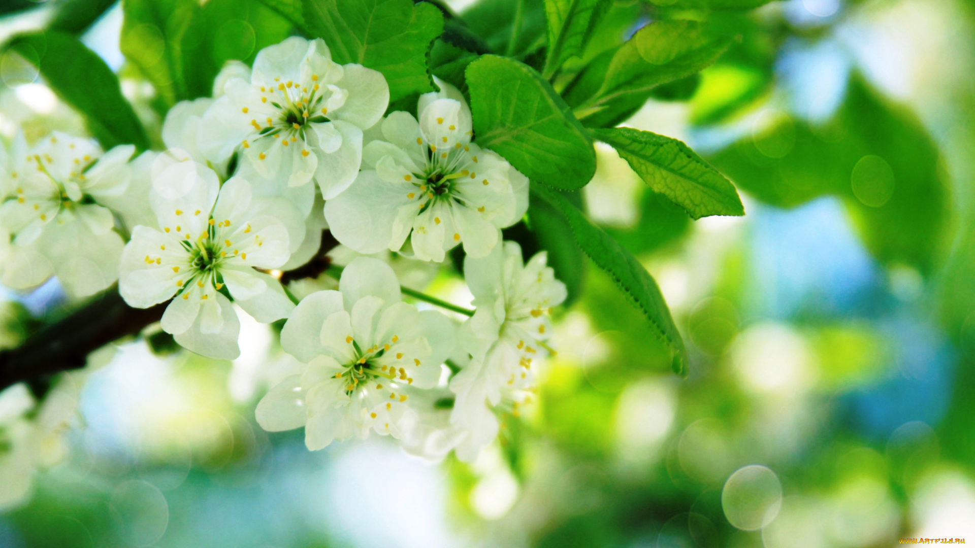 цветы, цветущие, деревья, , , кустарники, ветки, цветение, весна