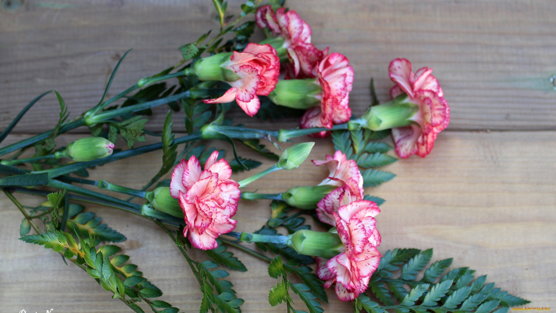 цветы, гвоздики, пестрый