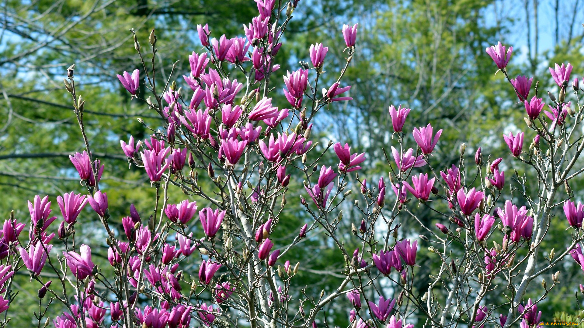 цветы, магнолии, бутоны