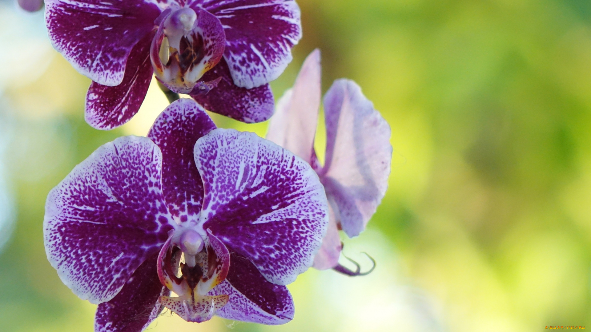 цветы, орхидеи, пестрый