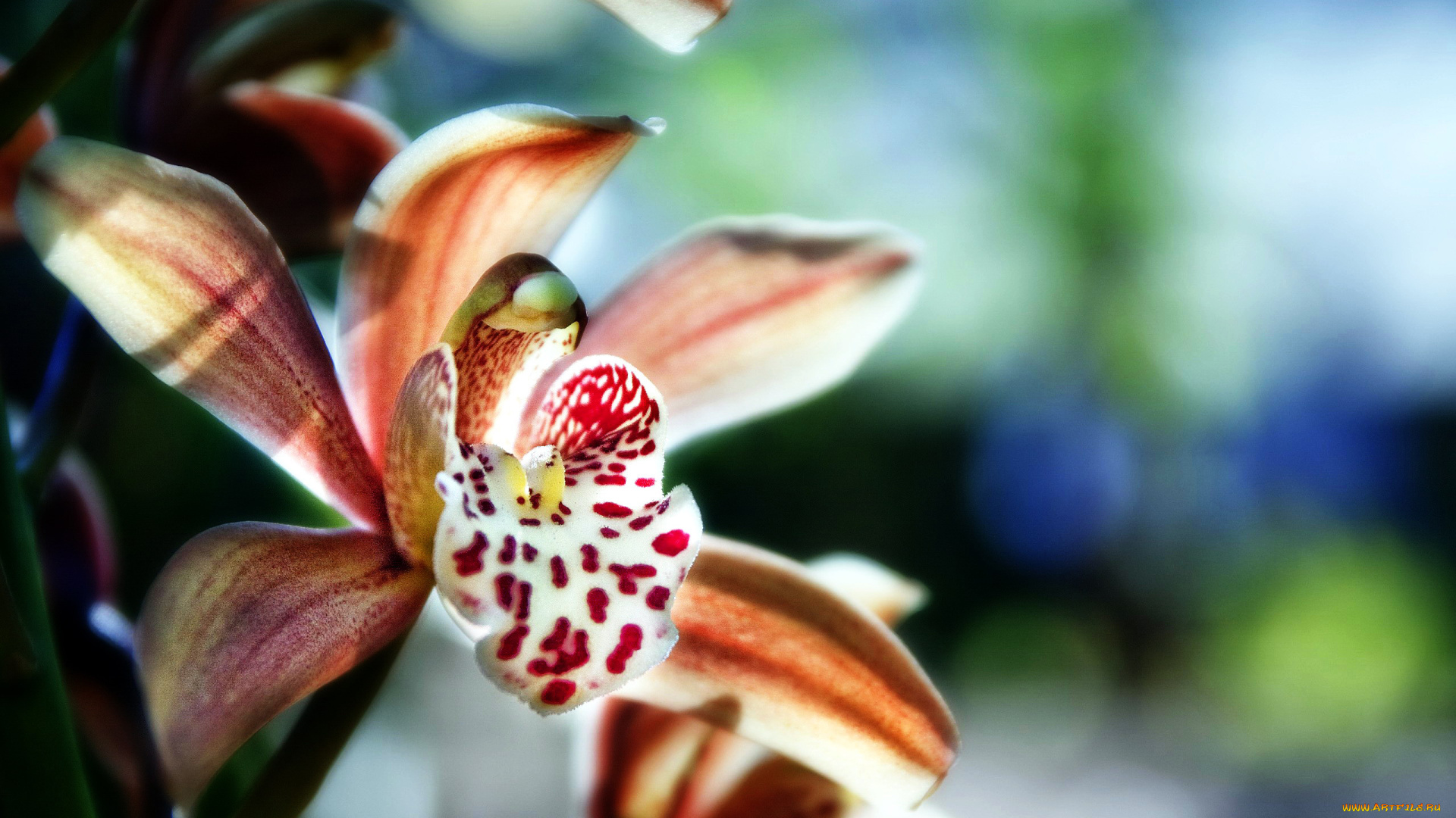 цветы, орхидеи, пестрый