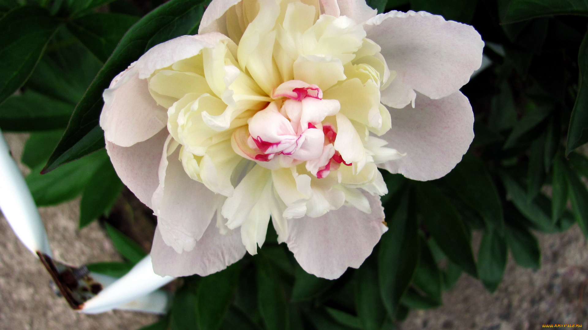 цветы, пионы, макро