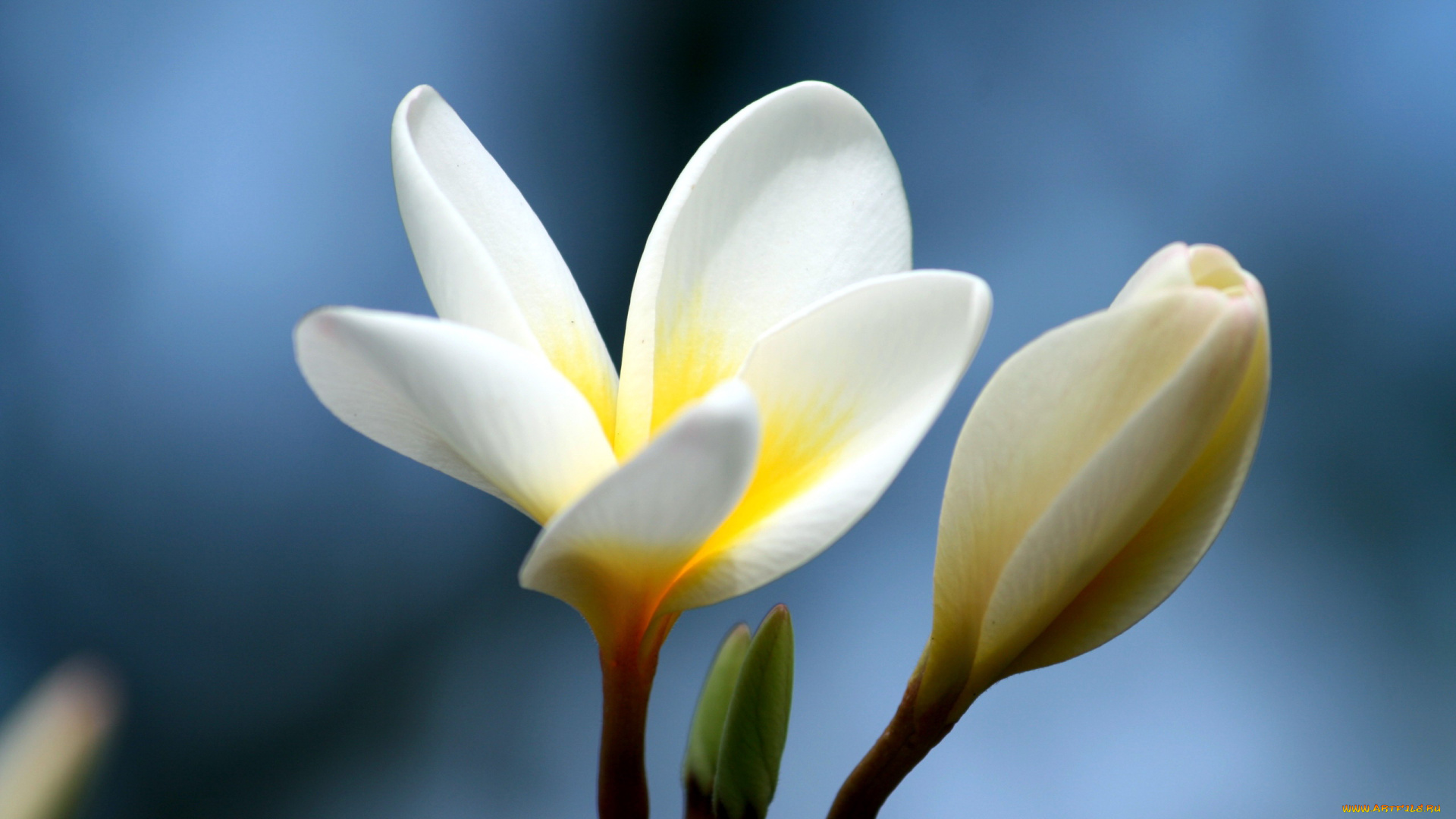 цветы, плюмерия, бутоны