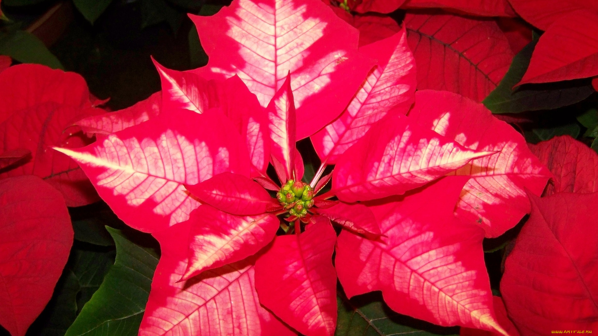 цветы, пуансеттия, рождественская, звезда