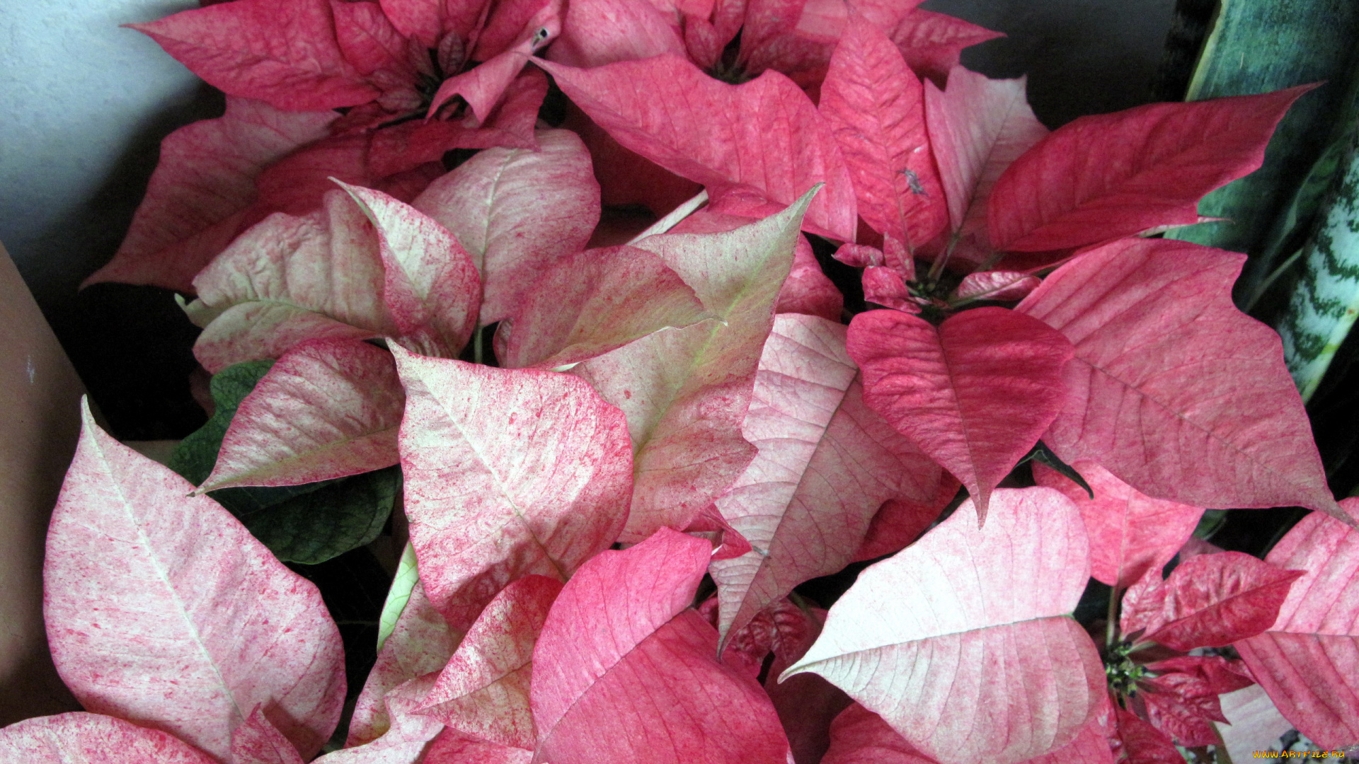 цветы, пуансеттия, рождественская, звезда