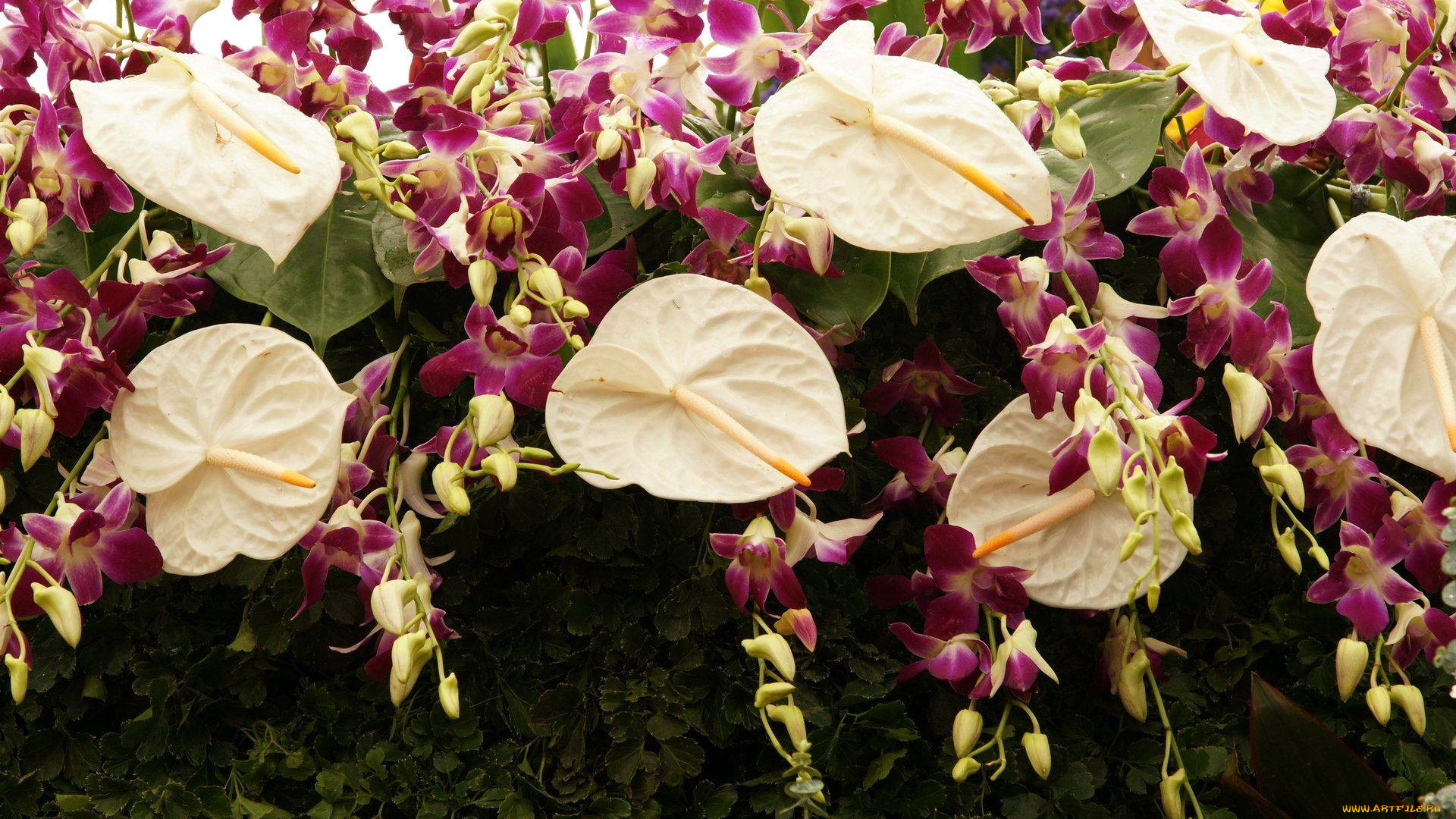 цветы, разные, вместе, орхидеи, антуриум