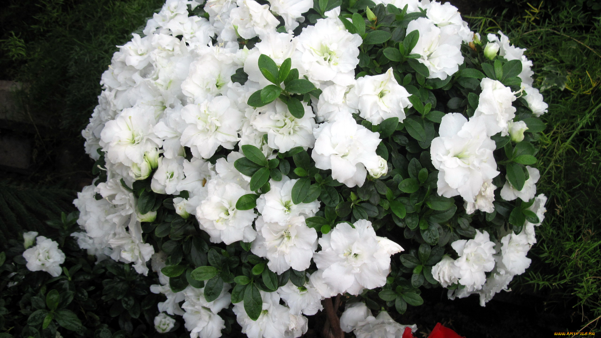 цветы, рододендроны, , азалии, белый