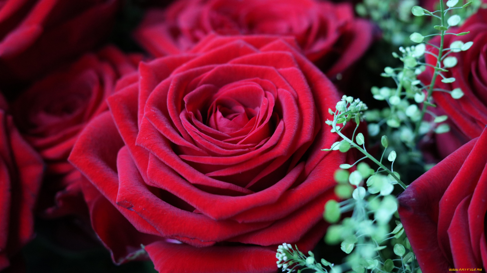 цветы, розы, макро