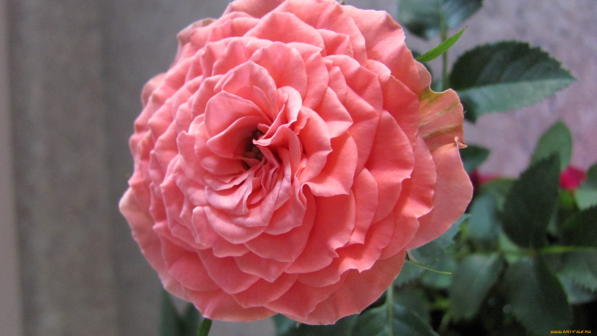 цветы, розы, розовый