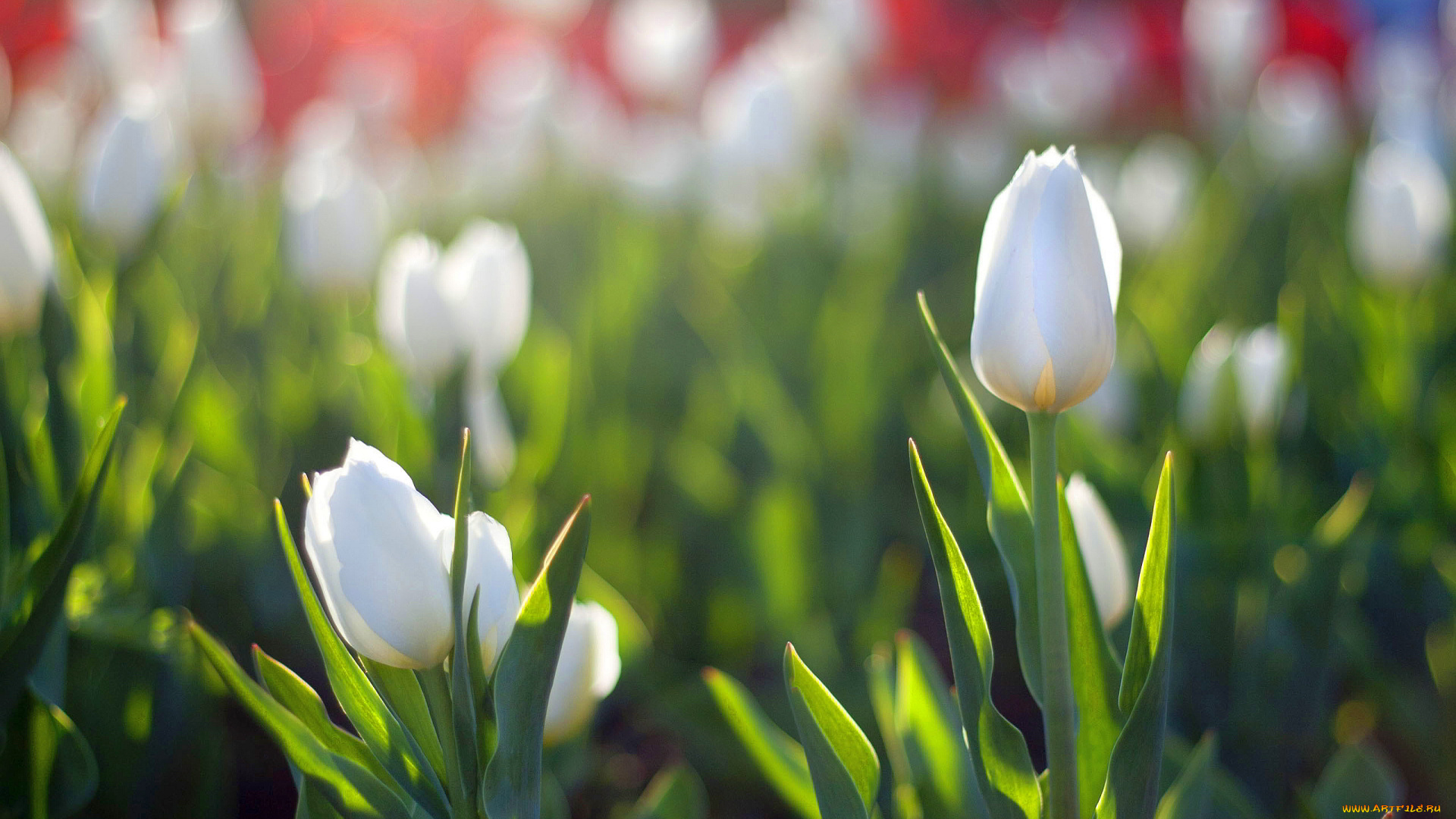 цветы, тюльпаны, клумбы, белые
