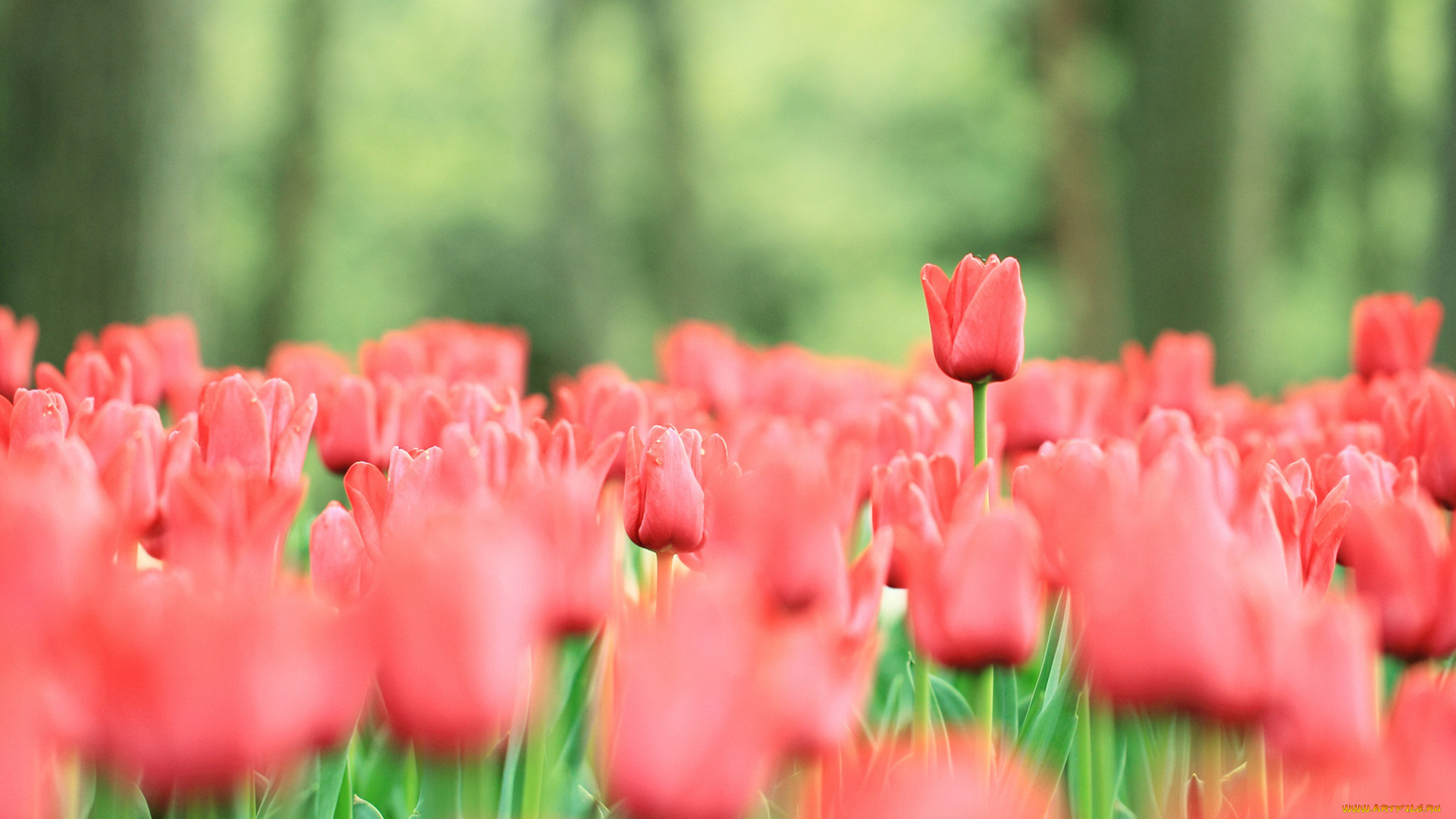 цветы, тюльпаны, поле, красные