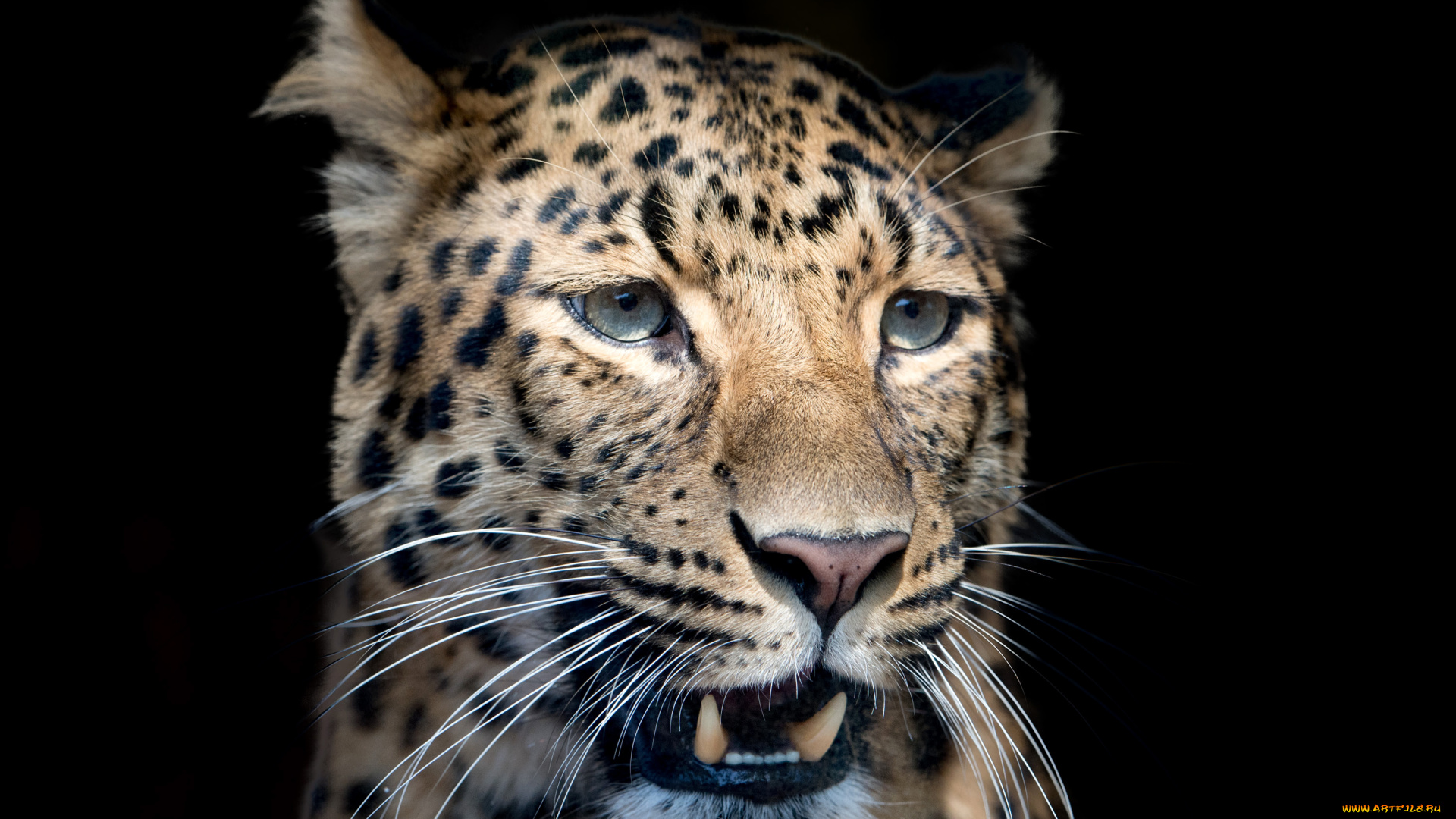 леопард, животные, леопарды, хищник