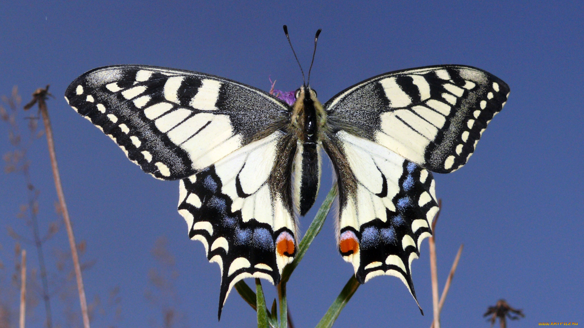 махаон, животные, бабочки, , мотыльки, , моли, бабочка