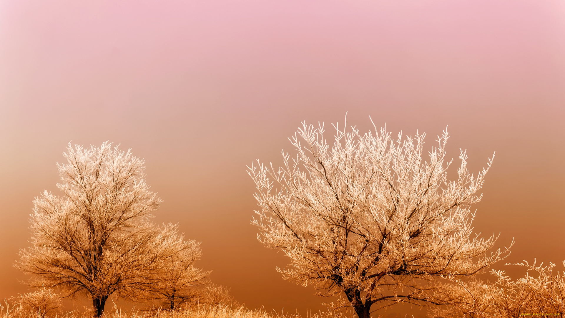 природа, деревья, туман, восход, поле, иней, мороз, трава