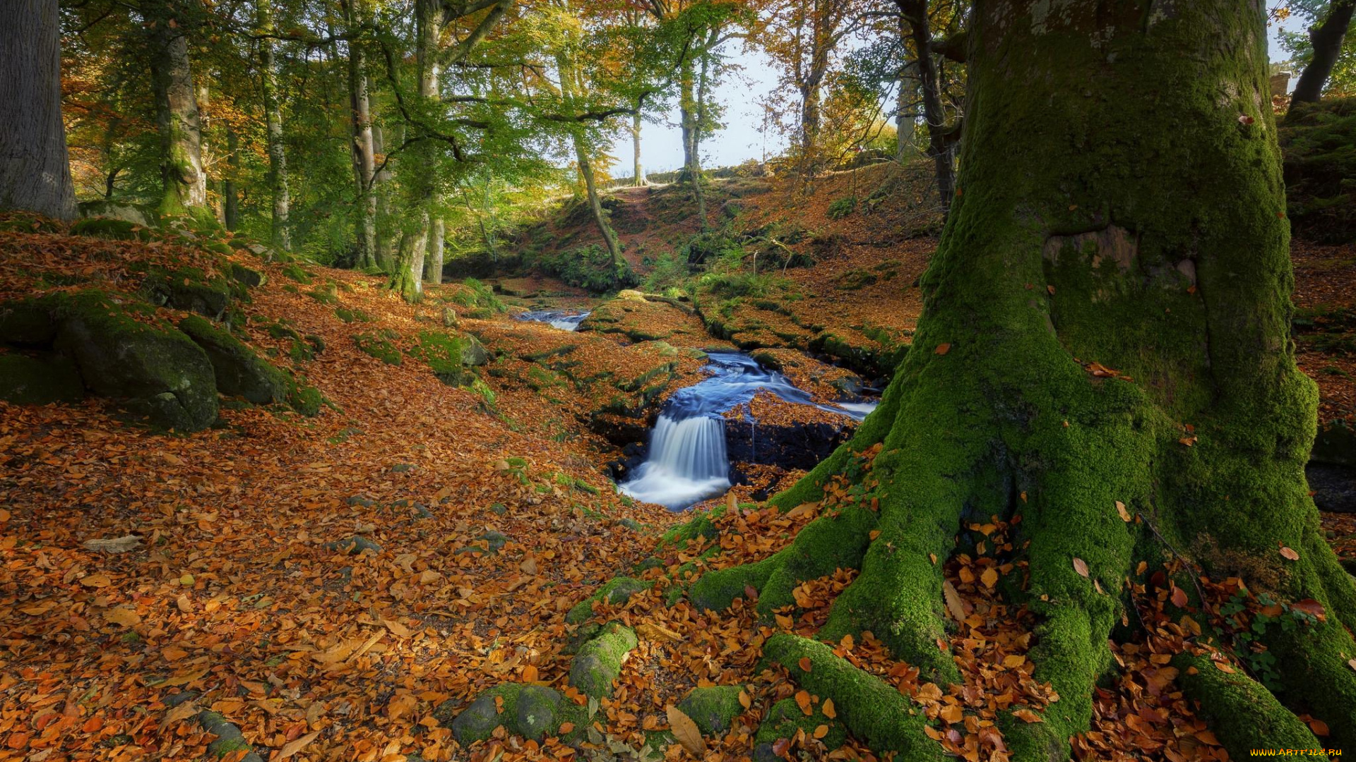 природа, лес, osen-les-derevya-rechka-qn3u