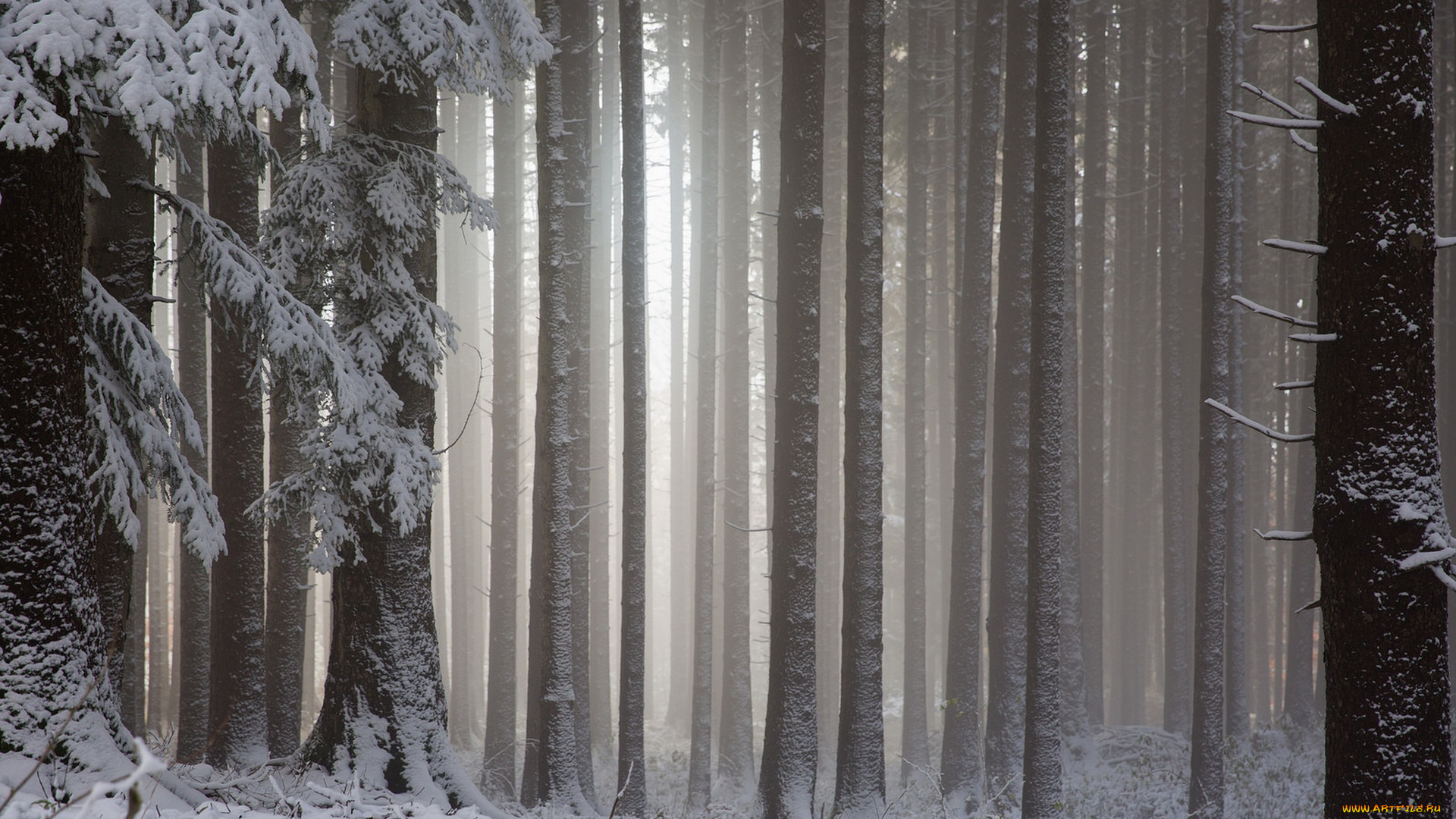природа, лес, снег, деревья