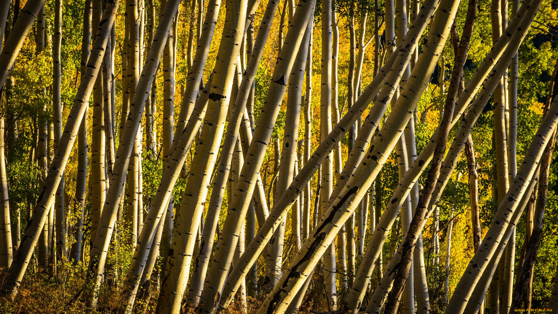 природа, лес, сша, роща, деревья, аспен, колорадо, осина