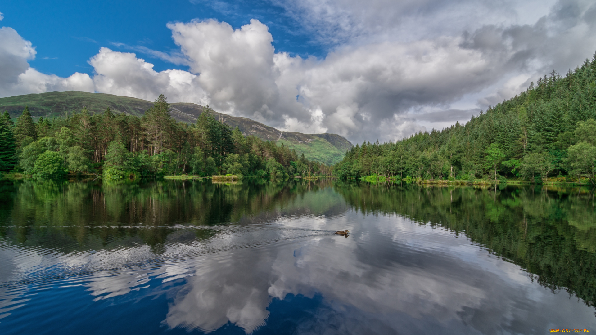 природа, реки, озера, река, лес