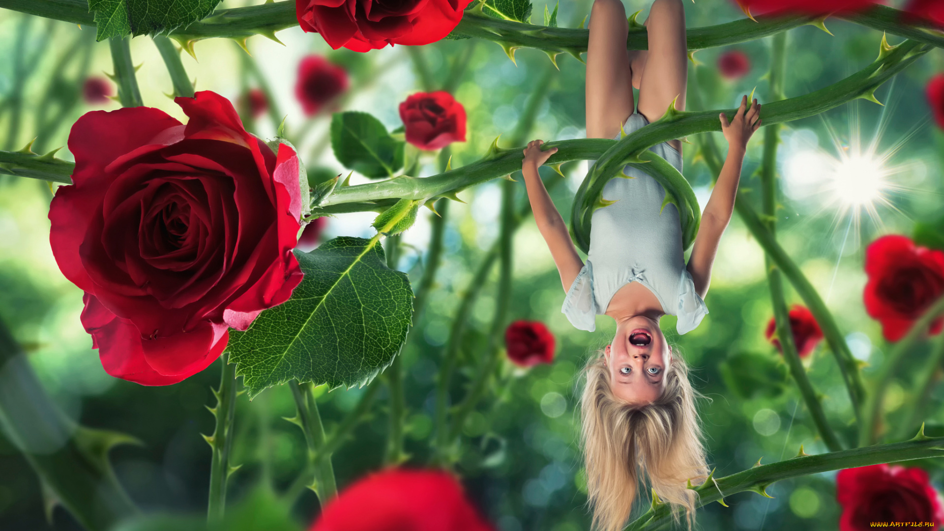 юмор, и, приколы, розы, крик, шипы, девочка