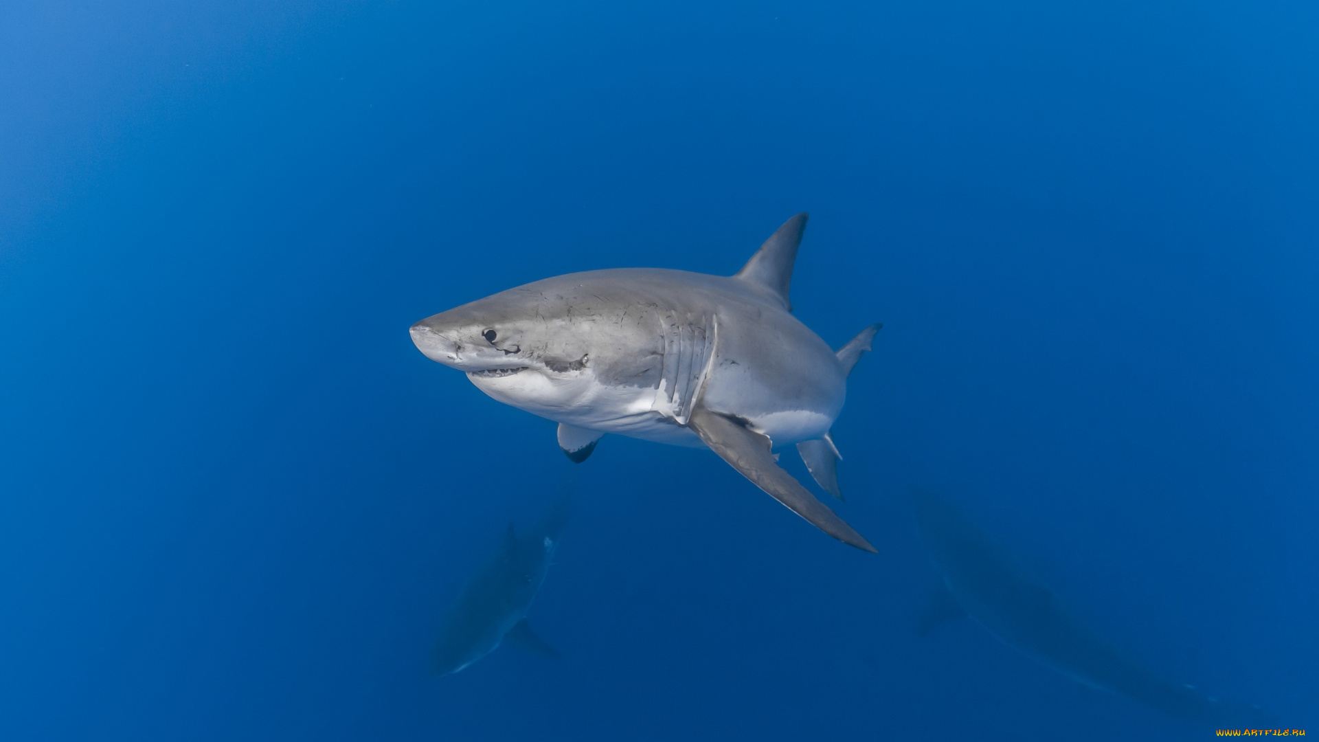 животные, акулы, акула