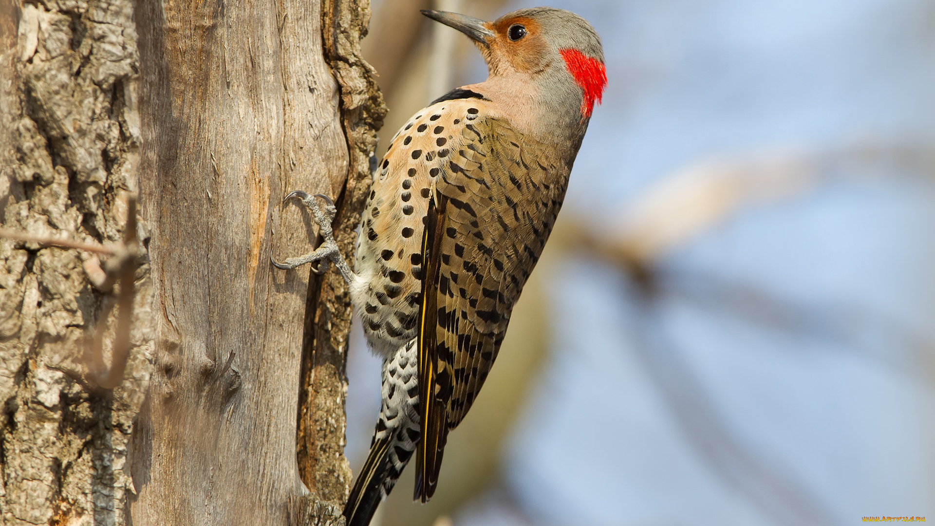 животные, дятлы, птица, дятел, хвост, клюв, дерево