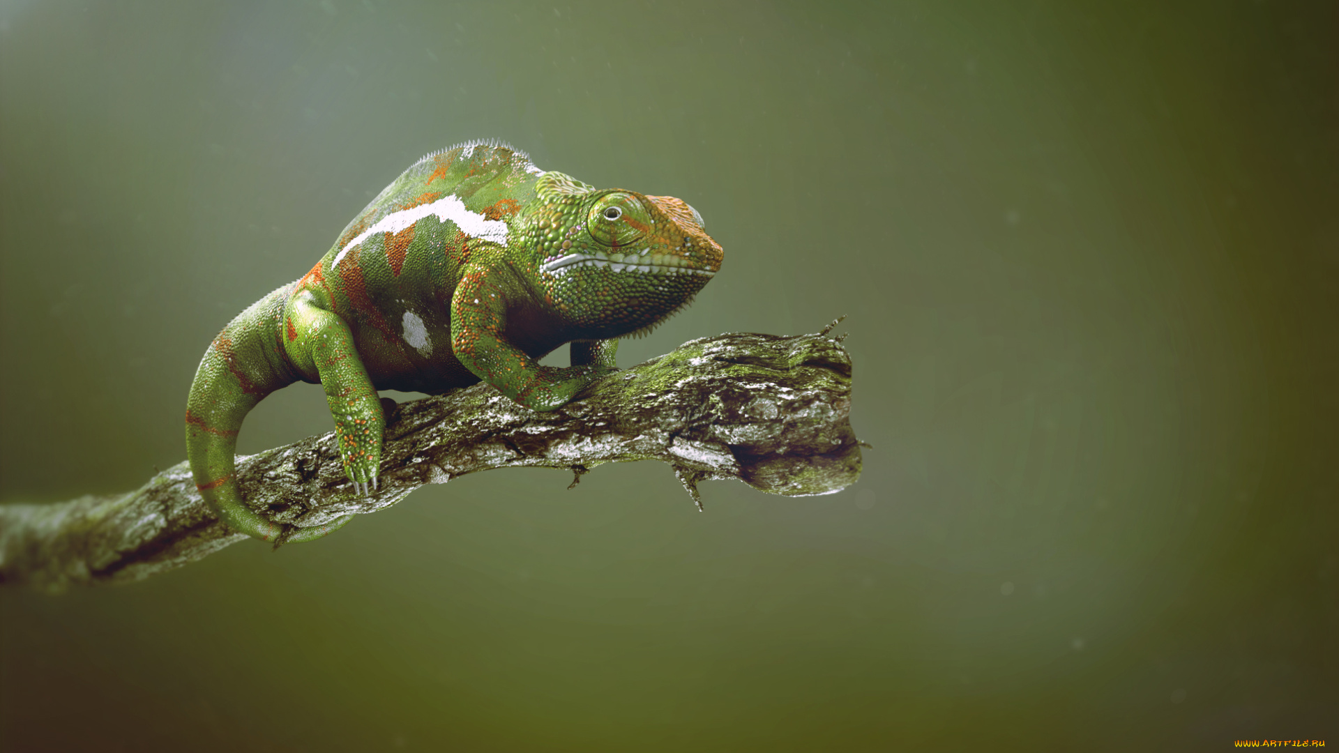 животные, хамелеоны, хамелеон, ветка