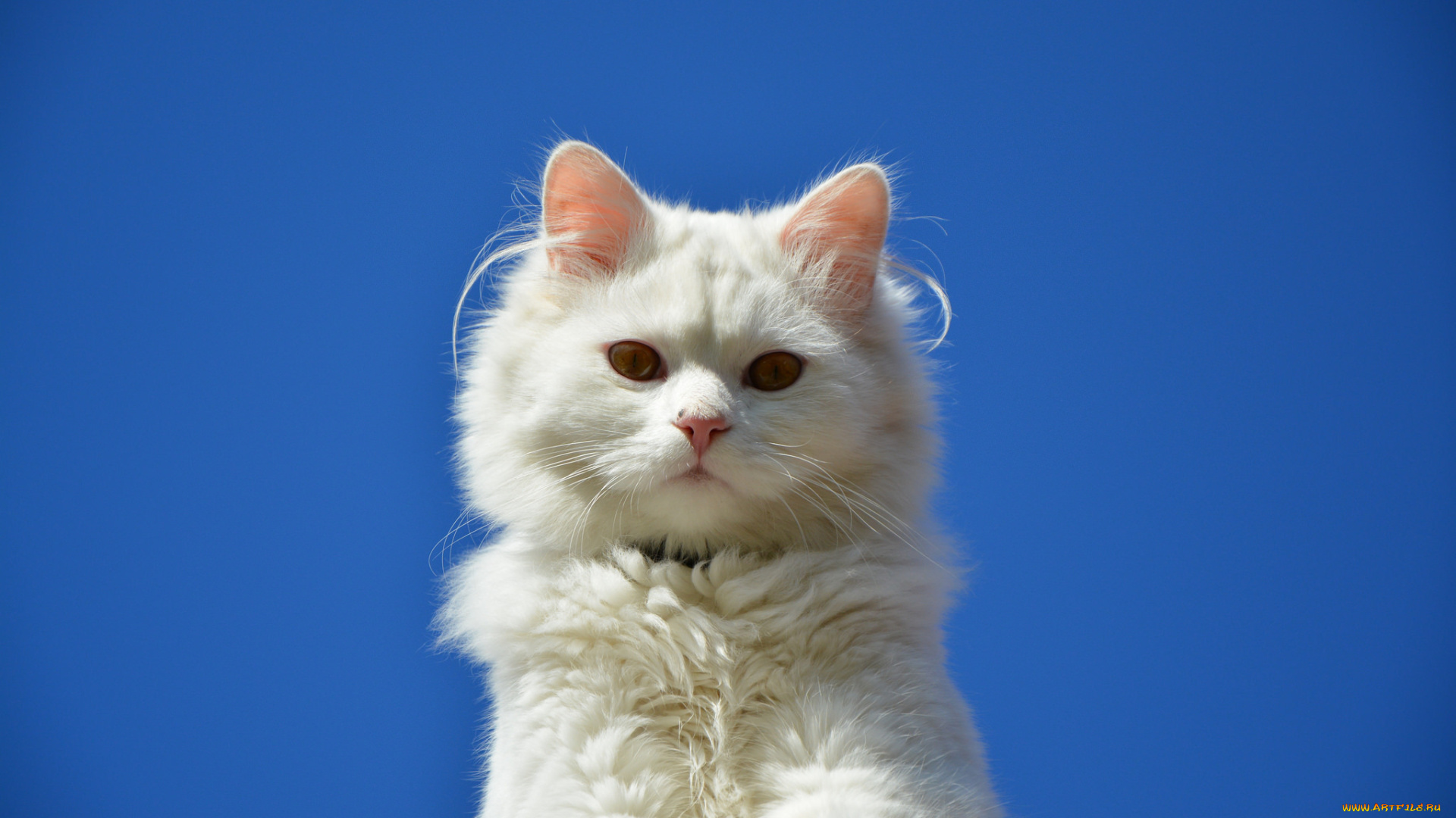 животные, коты, кот, глаза