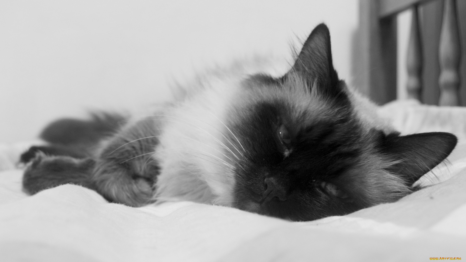 животные, коты, кот, кошка, кровать, бирманская, черно-белая