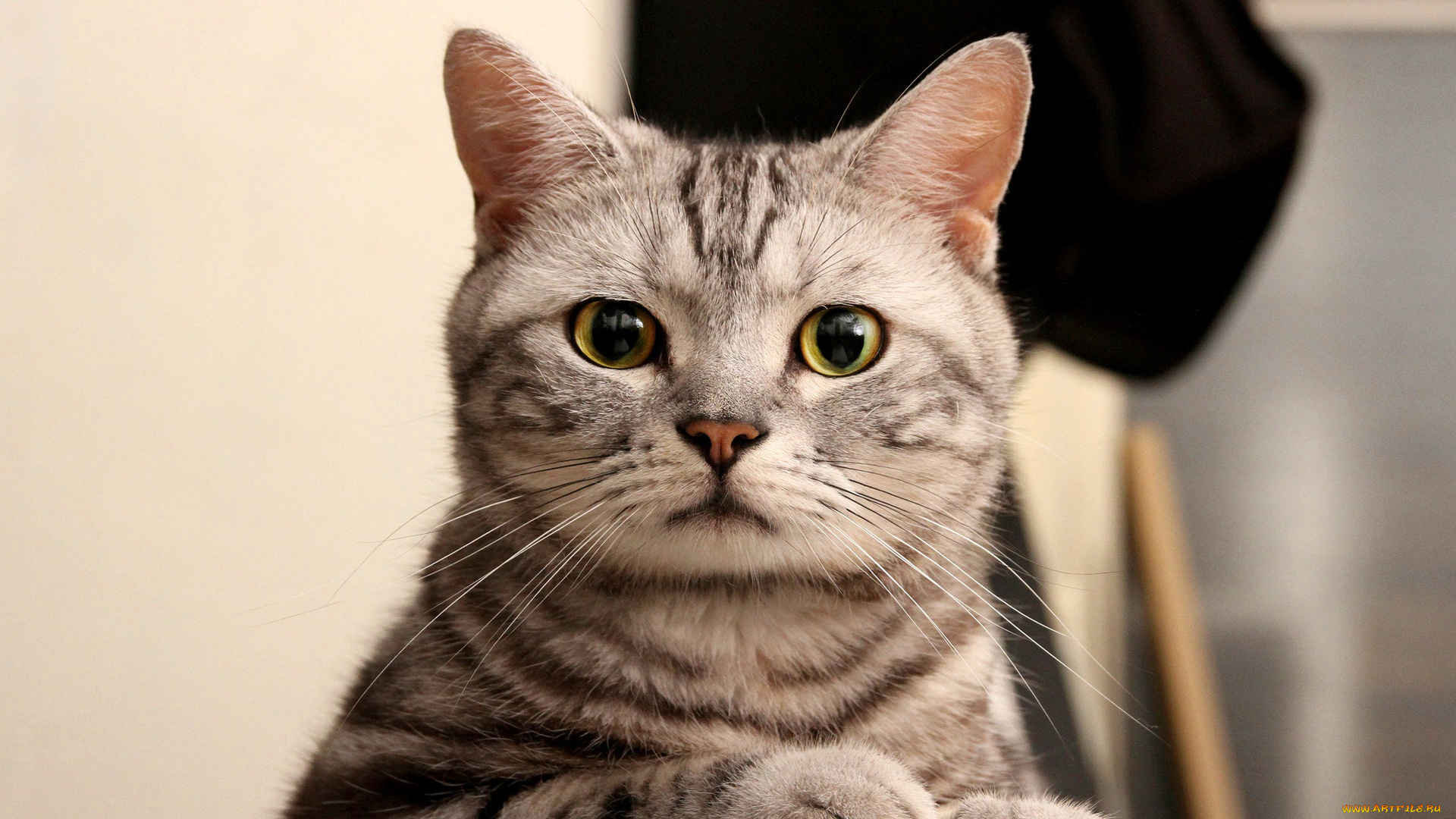 животные, коты, полосатая, взгляд, кошка, кот