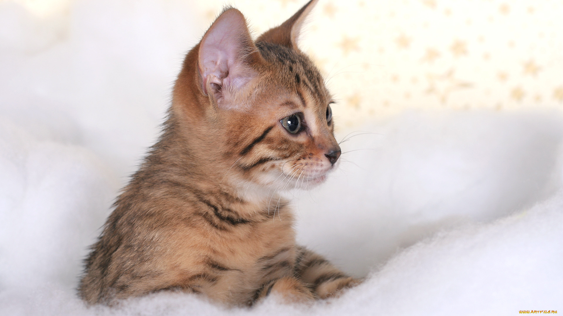 животные, коты, полосатый, котенок