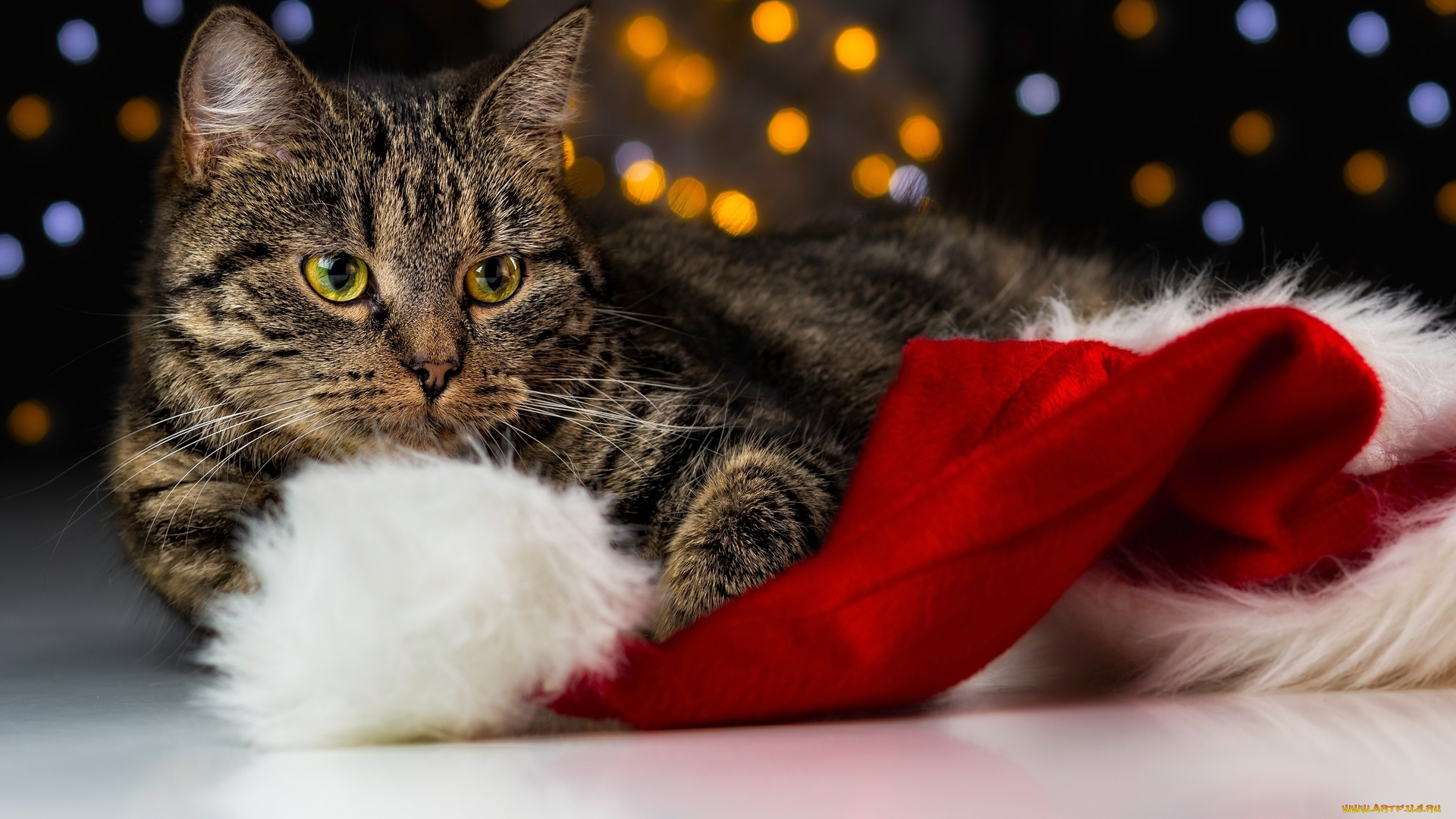 животные, коты, шапка, полосатый, кот