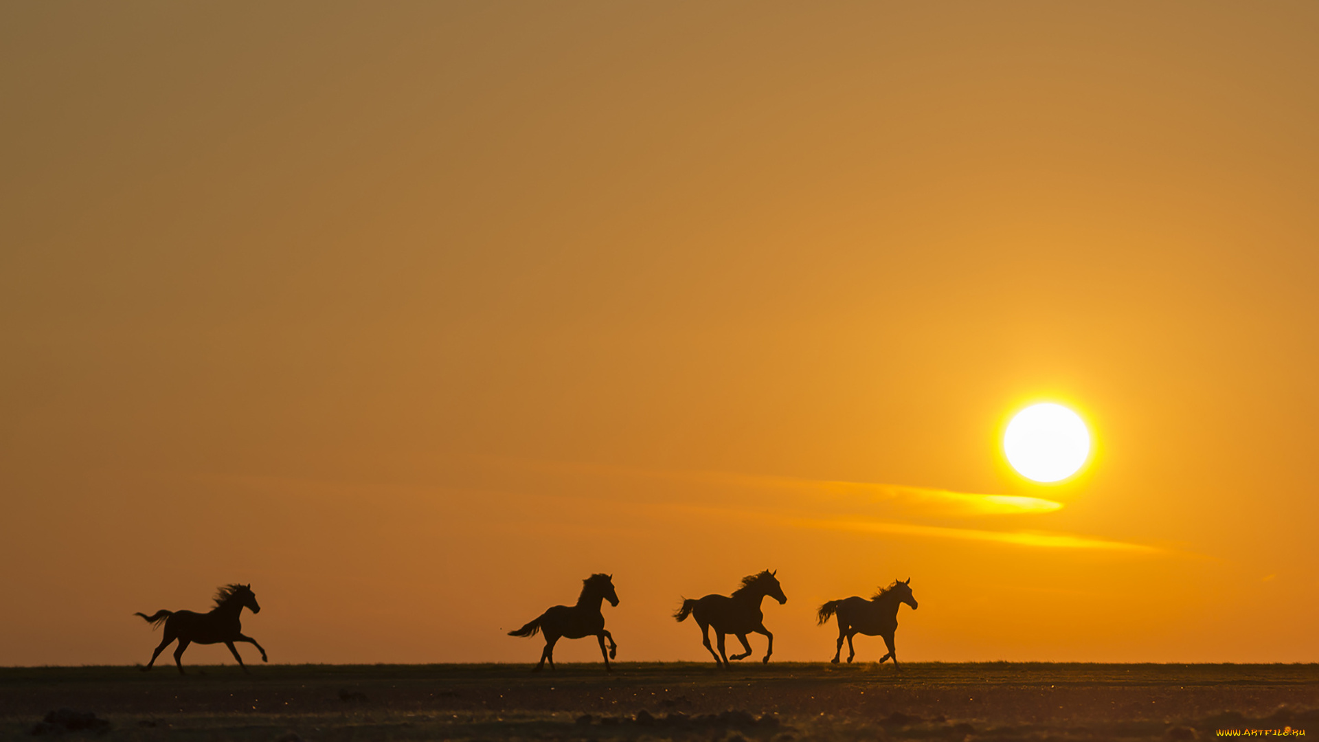 животные, лошади, закат, поле, силуэт, бег