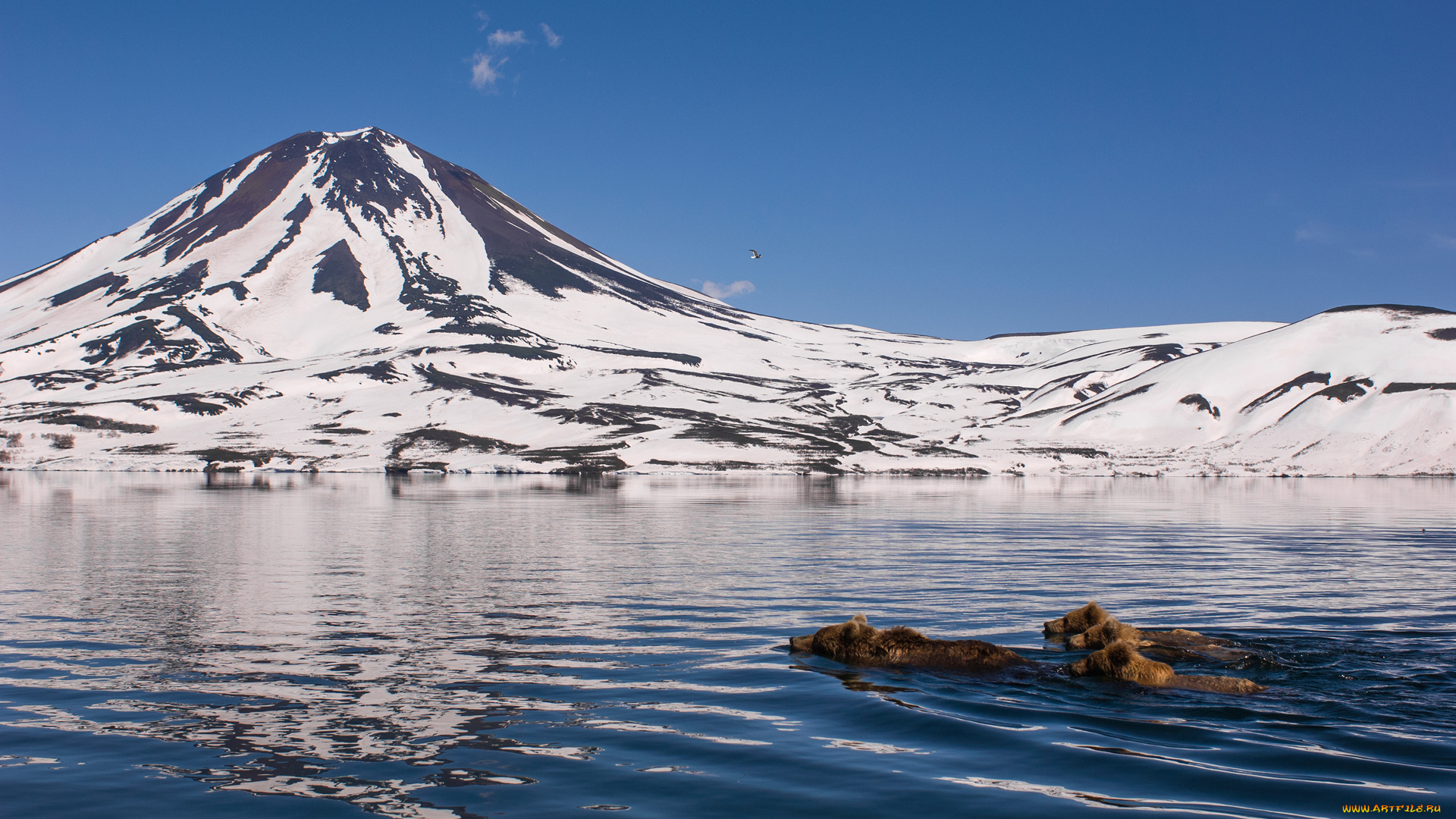 животные, медведи, заплыв, камчатка, природа, горы, снег, вода