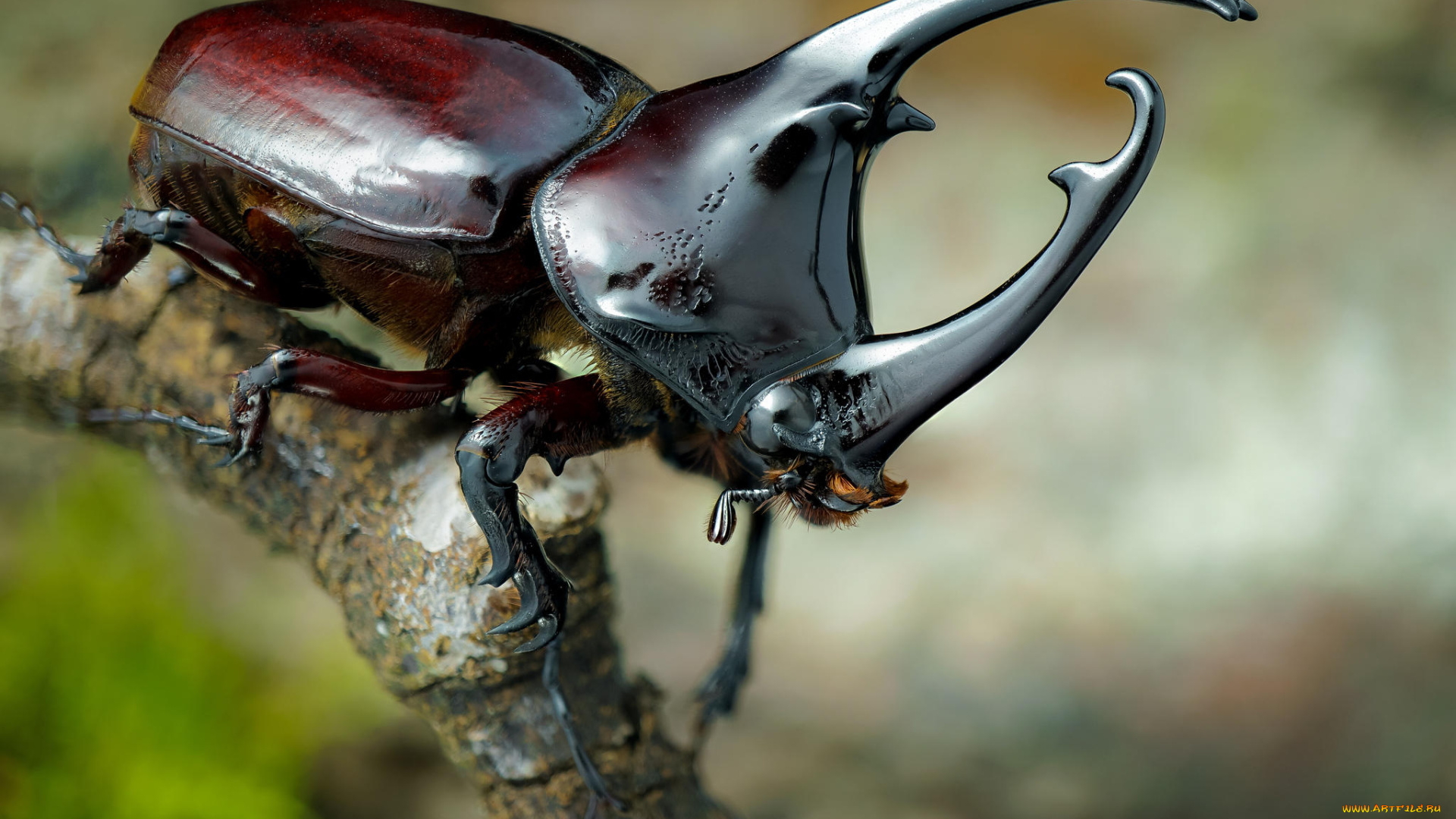 животные, насекомые, жук