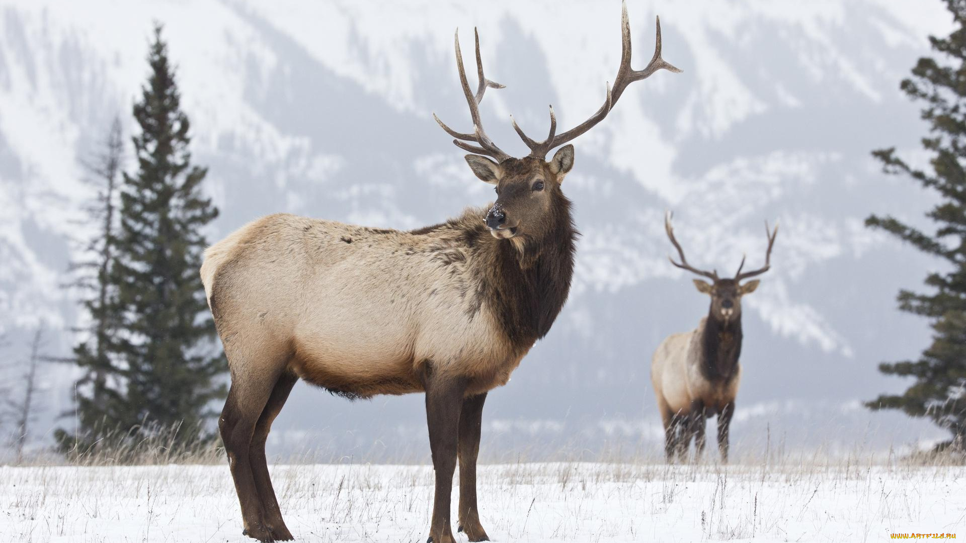 животные, олени, рога, снег, зима, гора, ели