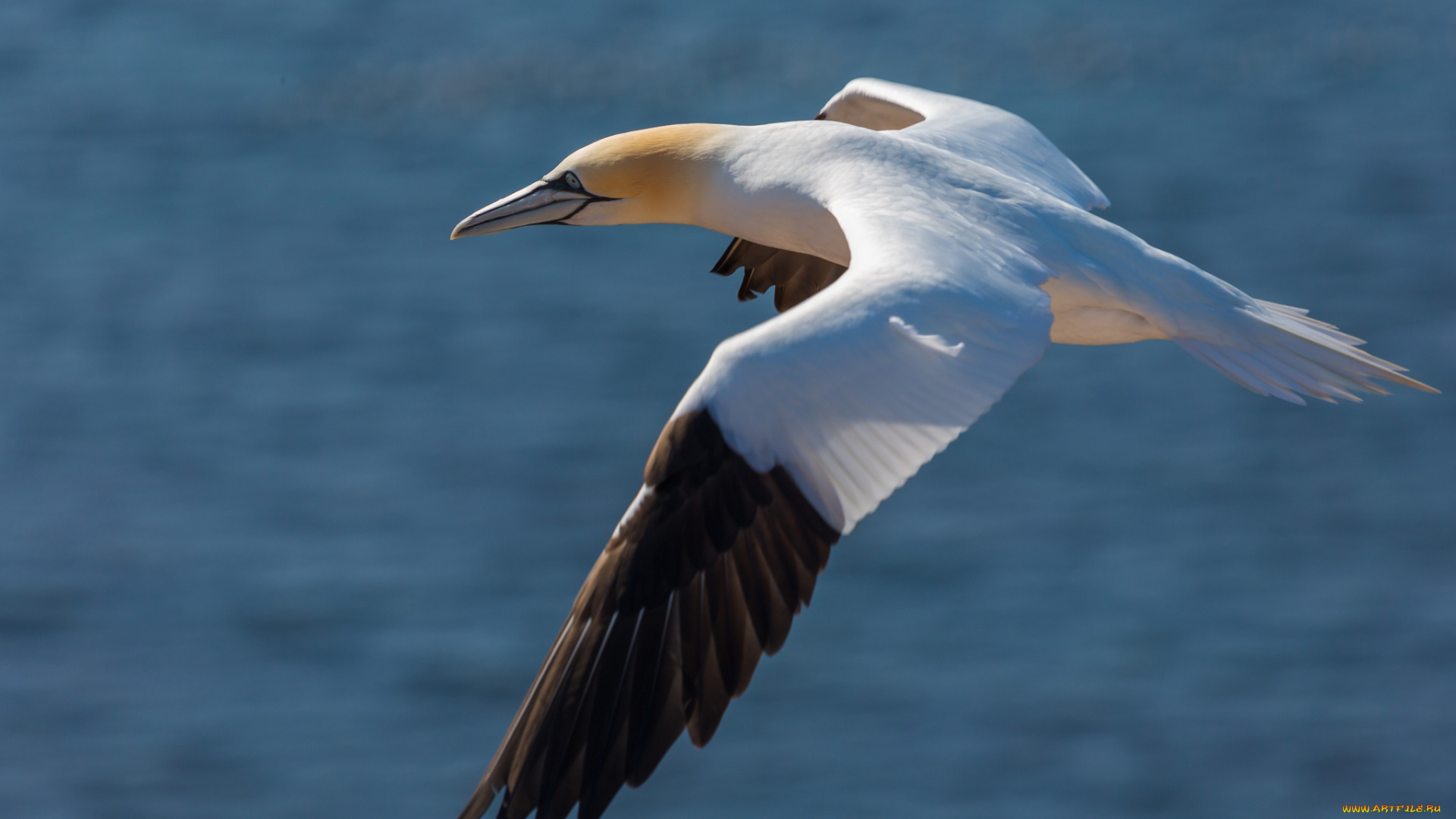 животные, олуши, вода, чайка, крылья, птица, полет