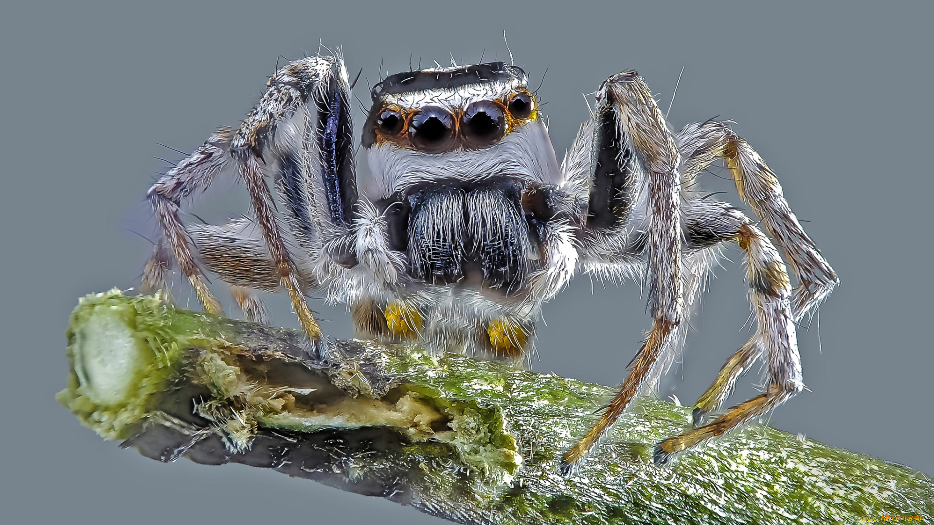 животные, пауки, паучок