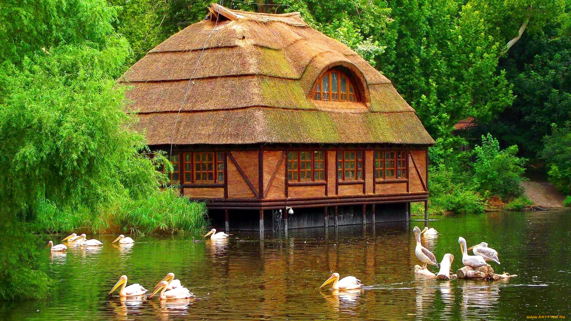 животные, пеликаны, птицы, пруд