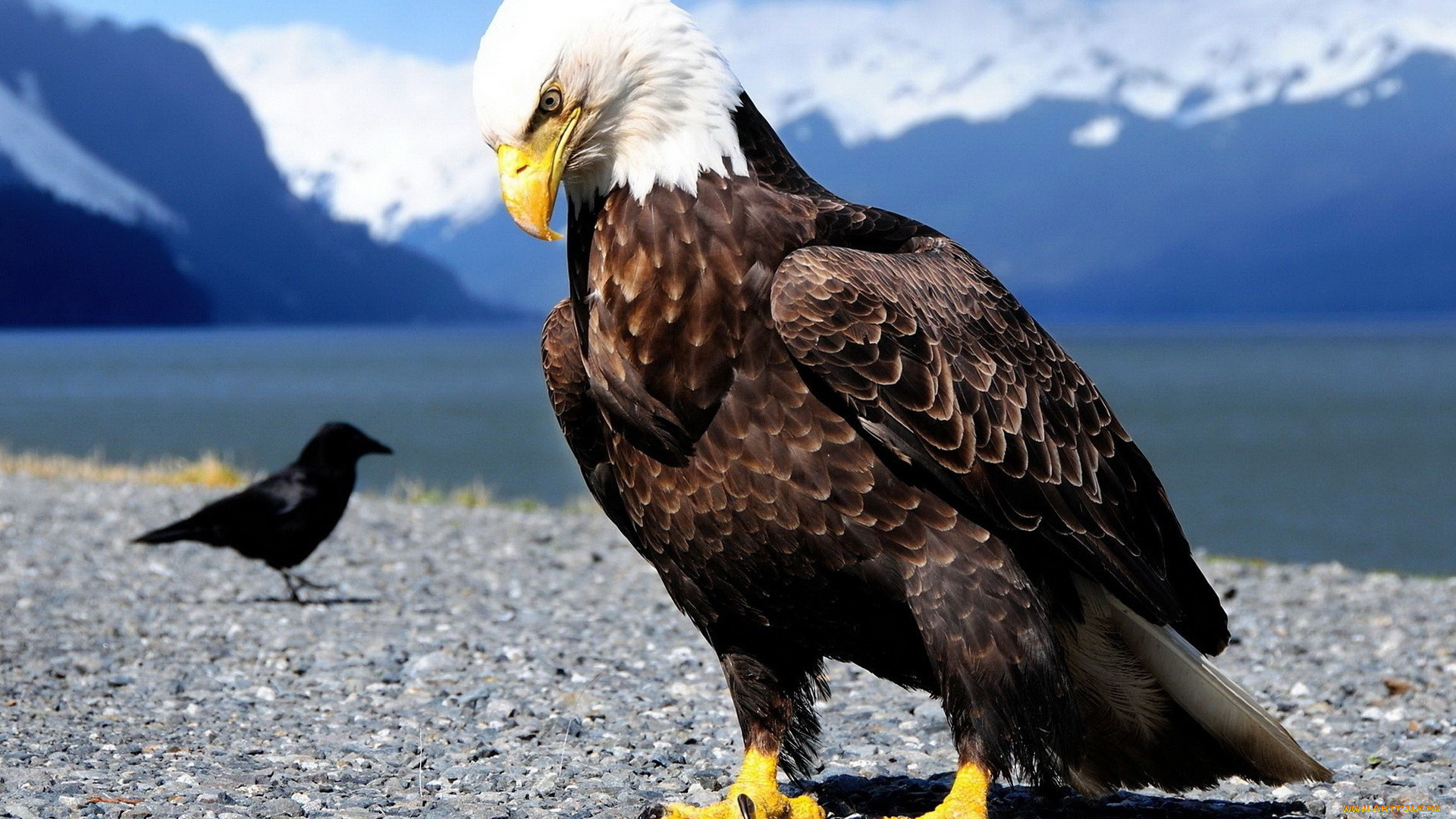 животные, птицы, -, хищники, горы, озеро, галька, ворон, орел, берег