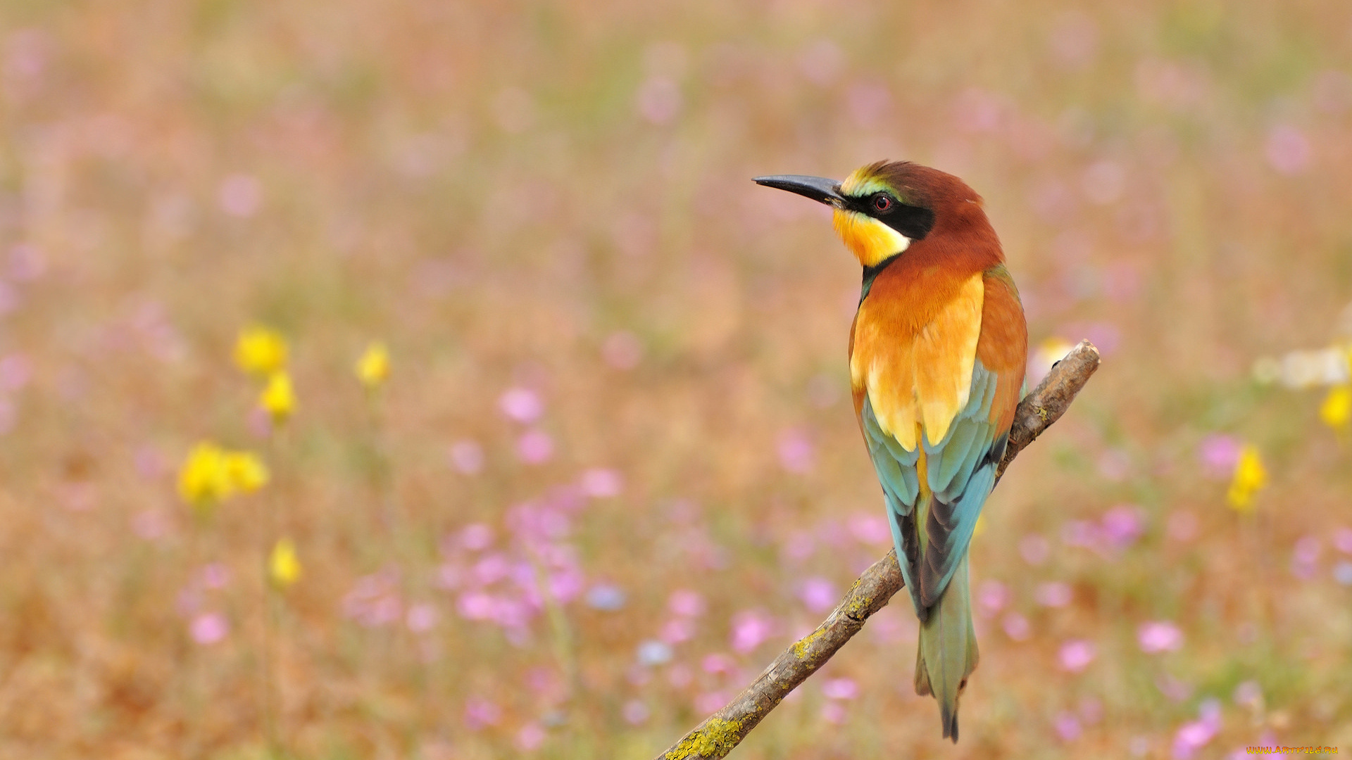 животные, щурки, , пчелоеды, цветы, поляна, сук, птица