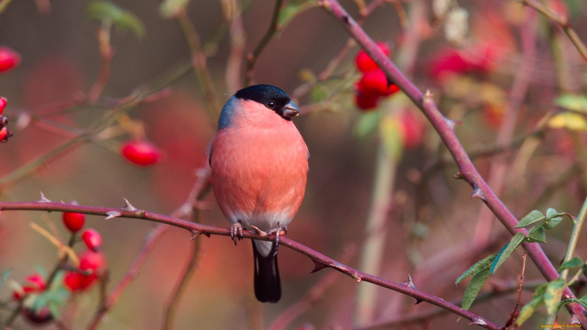 животные, снегири, ягоды, ветки, снегирь, птица