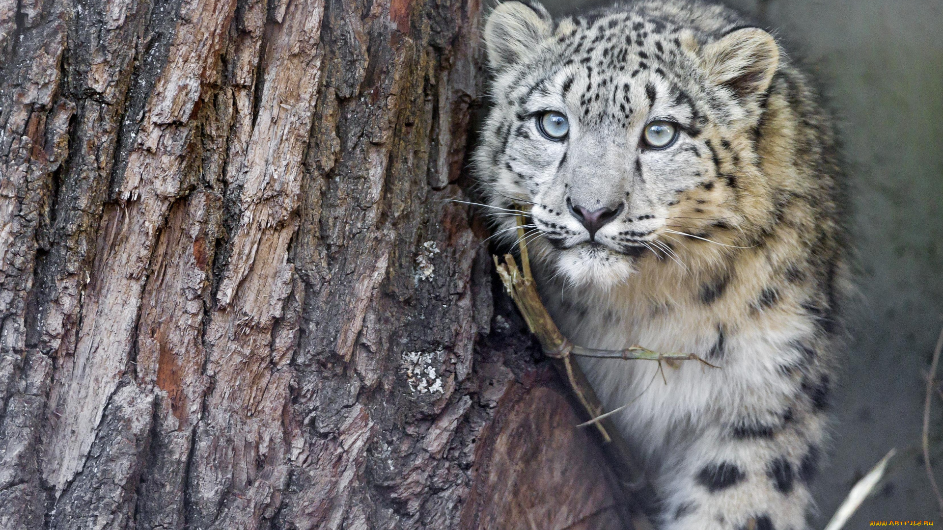 животные, снежный, барс, , ирбис, дерево, хищник, зверь, барс