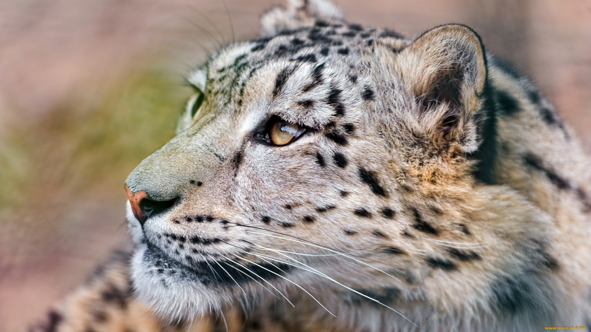 животные, снежный, барс, , ирбис, голова, зверь, хищник, барс