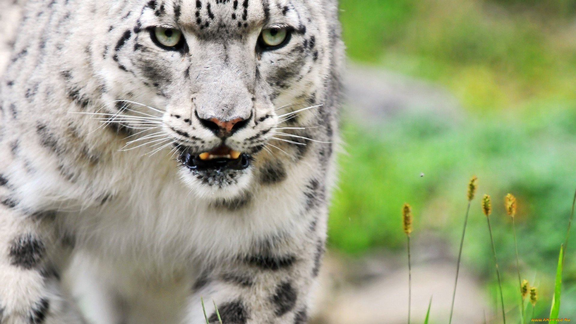 животные, снежный, барс, , ирбис, хищник, зверь, трава, барс