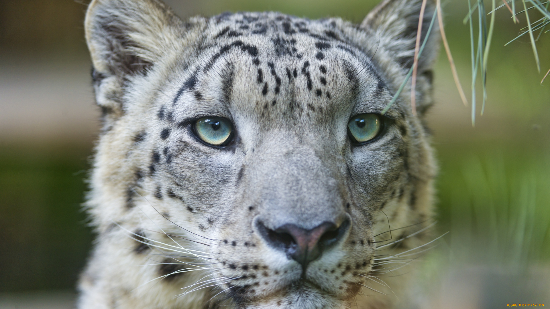 животные, снежный, барс, , ирбис, хищник